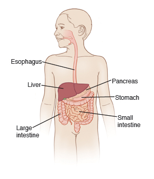 Digestive system, showing esophagus, liver, small and large intestines, pancreas, stomach