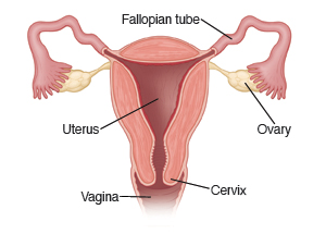 Cross section of the uterus showing Fallopian tubes, ovaries, cervix, and vagina.