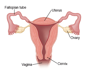 Female reproductive anatomy, showing vagina, cervix, uterus, fallopian tubes, and ovaries.