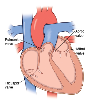 Cross section of the heart, showing pulmonic valve, tricuspid valve, aortic valve, and mitral valve.