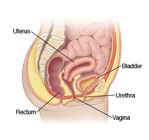 Pelvis of child, showing uterus, bladder, urethra, vagina, and rectum.