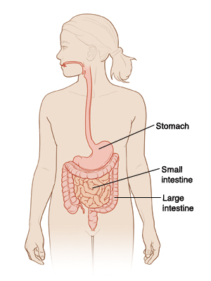 Location of stomach, small intestine, and large intestine.