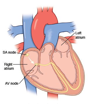 Cross-section of heart showing right atrium, left atrium, SA node, and AV node.