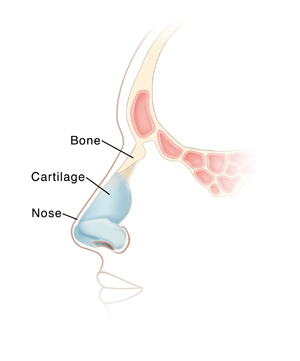 Side view cross section of face showing cartilage and bone of nose.