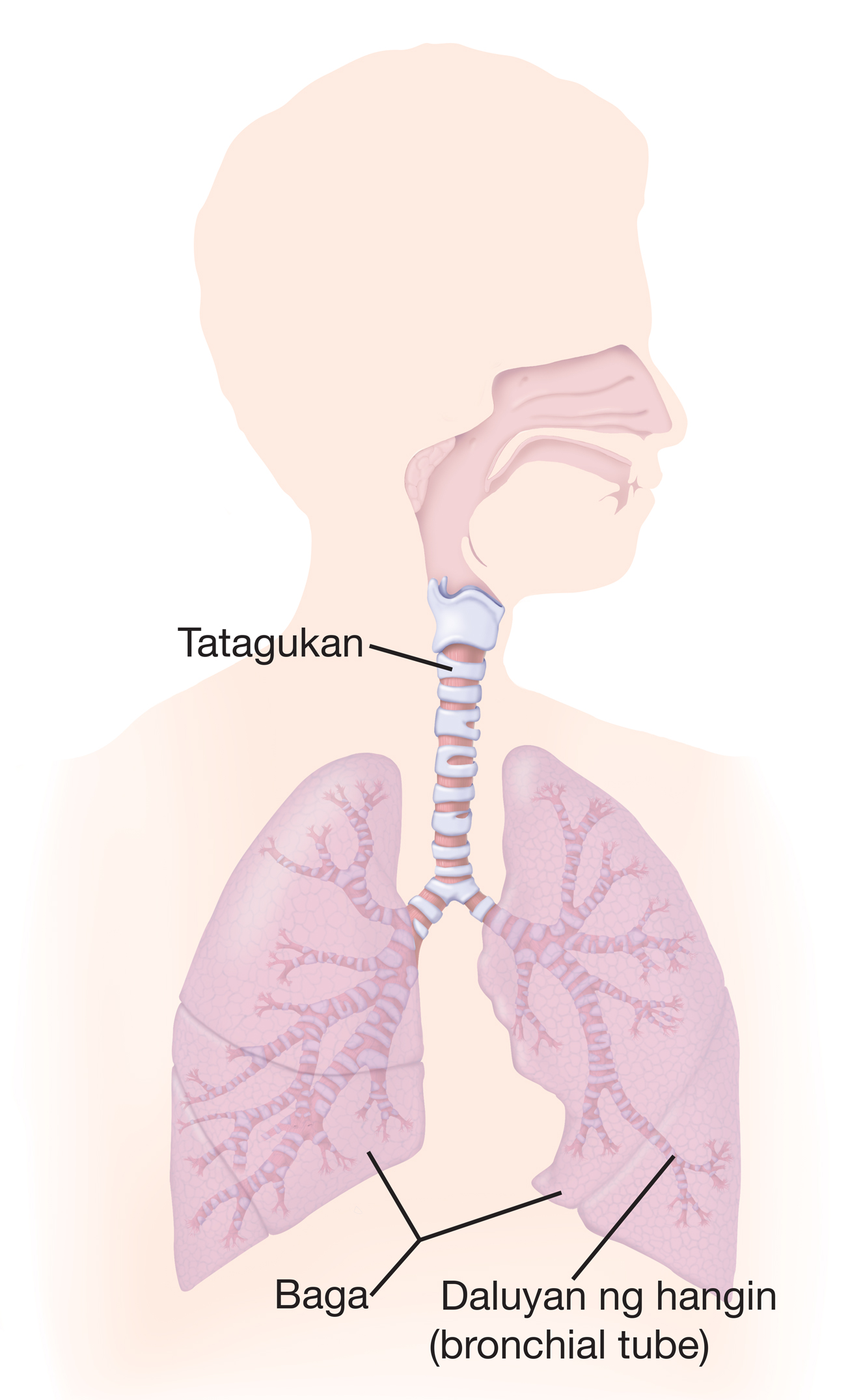 Tatagukan (windpipe), baga, at daanan ng hangin (bronchial tube)