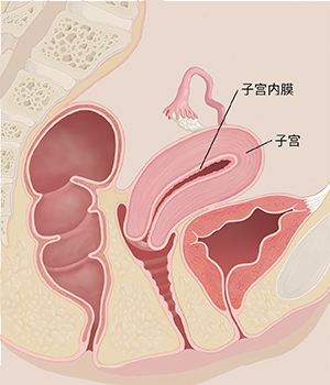 显示子宫和子宫内膜的女性骨盆横截面侧视图。