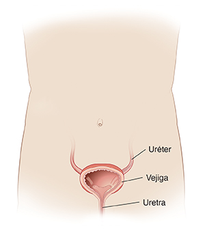 Vista frontal del contorno de un cuerpo donde se observan la vejiga, la uretra y los uréteres.