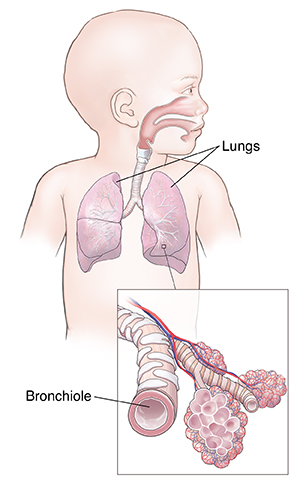 Child's respiratory system, with detail of bronchiole and alveoli.