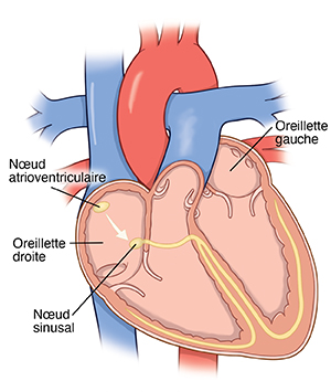 Vue latérale du cœur montrant les chambres du cœur et les signaux électriques