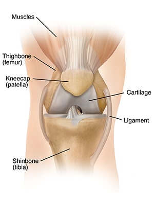 Healthy knee joint, showing muscles, thighbone, kneecap, cartilage, ligament, and shinbone.
