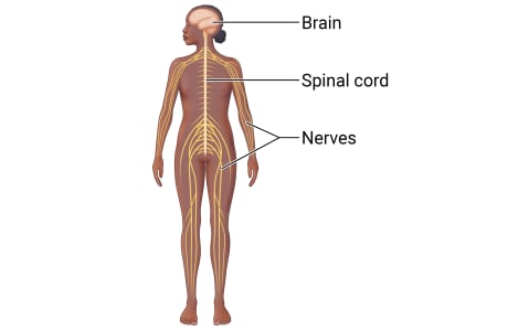 Front view of person, showing spinal cord going down center of body from brain to pelvis, connected to nerves throughout body.