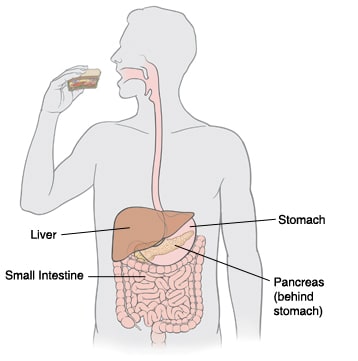 Outline of person eating sandwich showing liver, pancreas behind stomach, stomach, and small intestine. 