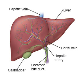 Illustration of the liver with the hepatic vein, hepatic artery, portal vein, common bile duct, and gallbladder.
