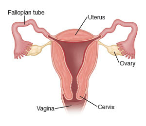 Uterus, fallopian tubes, ovaries, cervix, and vagina.