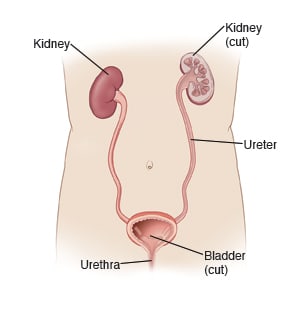 Urinary tract system, showing  kidneys, ureters, bladder, and urethra.
