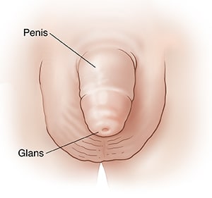 Front view of a penis, scrotum, and glans.