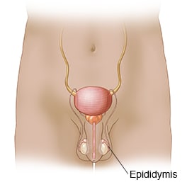 Male reproductive system, showing epididymis behind each testicle.