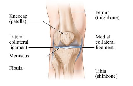 Anatomy of the knee