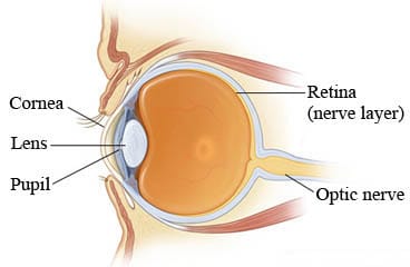 Anatomy of the eye, showing cornea, lens, pupil, retina, and optic nerve.