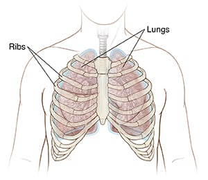 Front view of chest showing ribcage.
