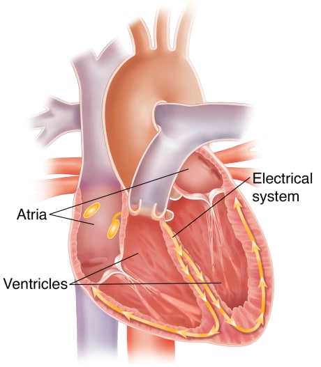 Cross section of heart showing atria, ventricles, and electrical conduction system.
