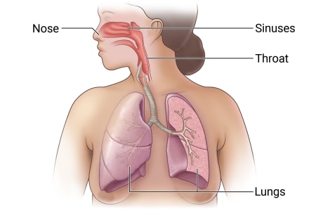 Respiratory system, including nose, sinuses, throat, and lungs.