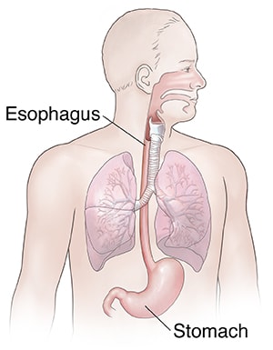 Front view of man showing respiratory and upper digestive anatomy.