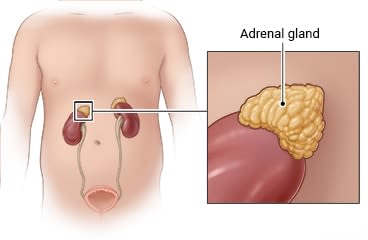 Location of the adrenal glands, with detail of the gland's appearance