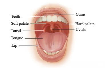 Parts of mouth, including teeth, gums, soft palate, hard palate, tonsils, lip, uvula, and tongue.