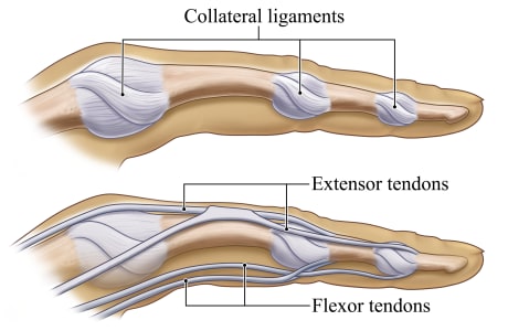 Location of the collateral ligaments, extensor tendons, and flexor tendons in a finger.