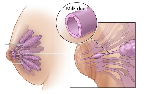 Milk ducts of the breast, with details showing location and structure.