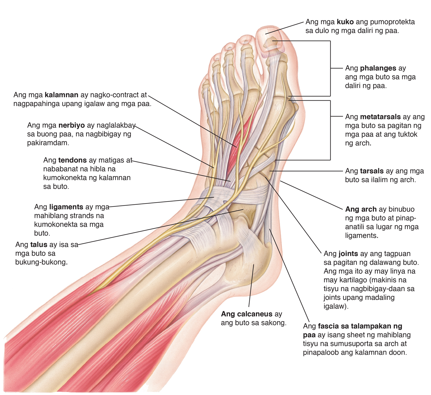 Top view ng paa na nagpapakita ng kalamnan, buto, tendons, litid, at mga nerbiyo. Ang mga kuko ang pumoprotekta sa mga dulo ng daliri ng paa. Phalanges ang mga buto sa mga daliri ng paa. Metatarsals ang mga buto sa pagitan ng mga paa at ang tuktok ng arch. Tarsals ang mga buto sa ilalim ng arch. Ang arch ay binubuo ng mga buto at pinapanatili sa lugar ng mga litid. Ang kasukasuan ay ang tagpuan sa pagitan ng dalawang buto. Ang mga ito ay may linya na may kartilago (makinis na tisyu na nagbibigay-daan sa kasukasuan upang madaling igalaw). Ang fascia sa talampakan ng paa (plantar fascia) ay isang sheet ng mahiblang tisyu na sumusuporta sa arch at pinapaloob ang kalamnan doon. Ang calcaneus ay ang buto sa sakong. Ang talus ay isa sa mga buto sa bukung-bukong. Ang litid ay mga mahiblang strands na nag-uugnay sa mga buto. Ang tendons ay matigas at nababanat na hibla na nag-uugnay ng kalamnan sa buto. Ang mga nerbiyo ay nagbibigay ng pakiramdam. Ang kalamnan ay nagko-contract at nagpapahinga upang maigalaw ang paa.