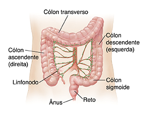 Contorno do abdome de um adulto mostrando artérias e linfonodos do cólon.
