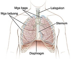 Larawan ng dibdib na nagpapakita ng posisyon ng mga tadyang, sternum, trachea, mga baga, at diaphragm.