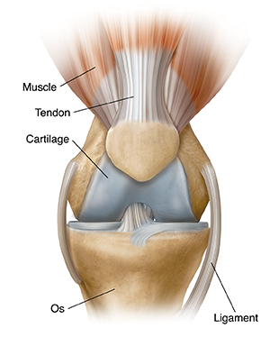 Vue antérieure d'un genou normal.