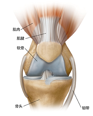 正常膝盖的前视图。