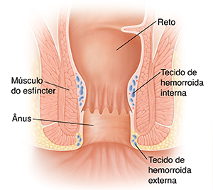 Corte transversal do reto normal e do ânus.