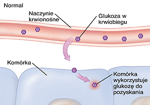 Przekrój naczynia krwionośnego i komórek wykazujący prawidłowy poziom glukozy.