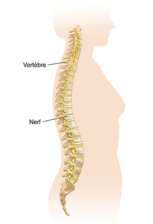 Vue latérale du corps de la femme montrant trois courbes de la colonne vertébrale.