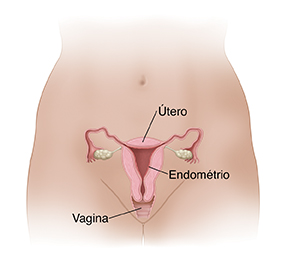 Corte transversal de vista frontal do útero e da vagina mostrando o revestimento do endométrio dentro do útero.