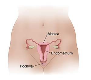 Widok przekroju macicy i pochwy od przodu pokazujący endometrium wewnątrz macicy.