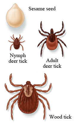 Three different ticks compared to the size of a sesame seed.