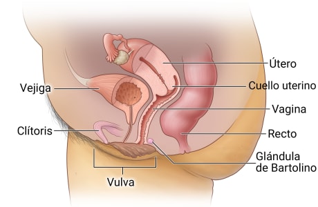 Sección transversal de la anatomía reproductiva, que incluye el útero, el cuello uterino, la vagina, las glándulas de Bartolino, la vulva y el clítoris, junto con el recto y la vejiga.