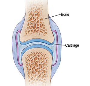 Cross-section of joint showing bone and cartilage.