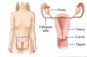 Location of female pelvic organs with close-up of organs, including vagina.