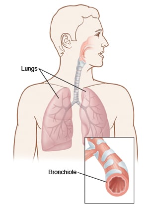 The lungs and close-up of a bronchiole.