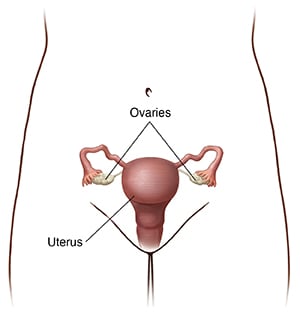 Front view of female pelvis showing uterus and ovaries.