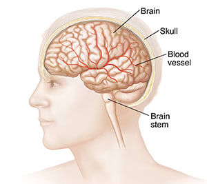 Side view of head, showing skull, brain, blood vessels, and brain stem.