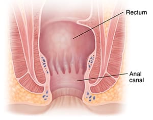 Cross section of rectum and anal canal.