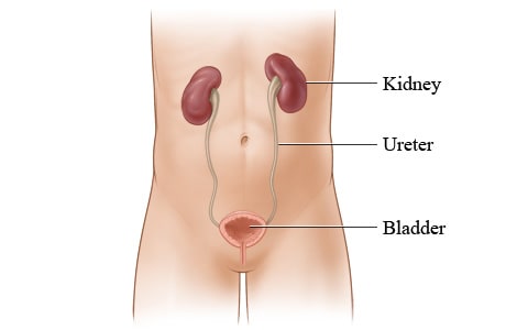 Kidneys and their location in the body